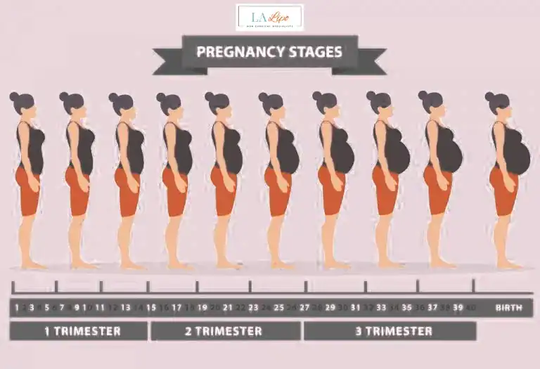First Trimester (Weeks 1–12): Early Changes You Might Not Notice Barry